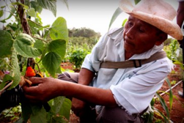 Promueve ONU agricultura climáticamente inteligente