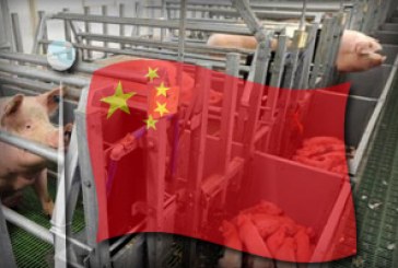 Alistan exportación de cerdo a tierras chinas