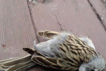 Mueren aves de Parque Ecológico por abandono de autoridades