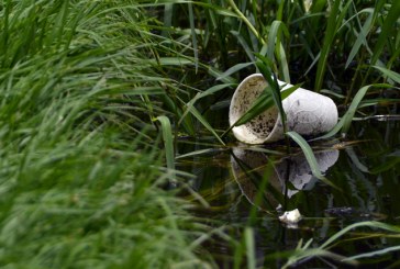 Cólera, dengue, malaria, hepatitis A, zika y chikungunya, enfermedades propias de la temporada de lluvia