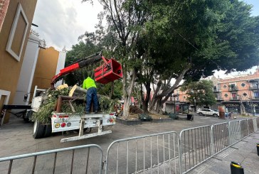 Evaluarán arbolado ante fuertes vientos