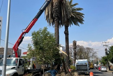 Gobierno de la Ciudad realiza intervenciones en palmeras en la Colonia La Paz y Avenida Juárez