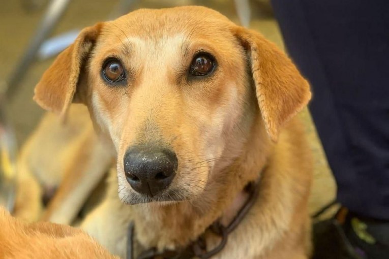 Atiende Gobierno de la Ciudad a mascotas en Guadalupe Xonacatepec y Romero Vargas