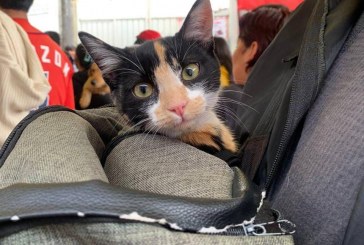 Promueve Gobierno de Pepe Chedraui Jornadas Gratuitas de Bienestar Animal en septiembre