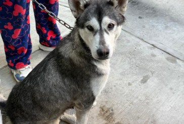 Gobierno de la Ciudad fortalece acciones de cuidado animal