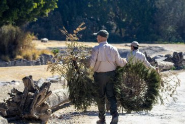 Gobierno de la Ciudad y Africam Safari inician campaña de reciclaje de árboles de Navidad