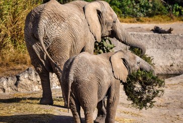 Concluye con éxito la campaña Verde Navidad, en coordinación con Africam Safari y el Gobierno de Pepe Chedraui
