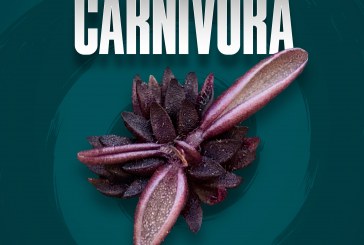 Investigadores BUAP descubren nueva especie de planta carnívora