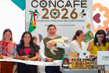 71 mil hectáreas de tierras poblanas se destinan al cultivo de café: Desarrollo Rural